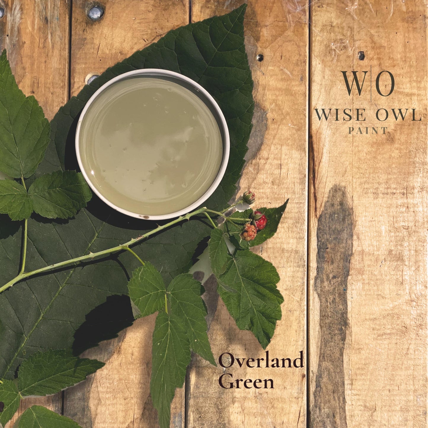 overland green paint swatch from wise owl paint one hour enamel wilderness collection. large green leaf background on a wood panel floor.